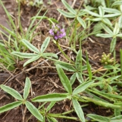 Cullen tenax (Tough Scurf-Pea) at Wambrook, NSW - 18 Nov 2017 by Mike