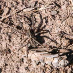 Tasmanicosa godeffroyi (Garden Wolf Spider) at Bullen Range - 22 Nov 2017 by SWishart