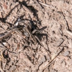 Tasmanicosa godeffroyi at Bullen Range - 22 Nov 2017 09:25 AM