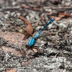 Diphlebia nymphoides at Bullen Range - 22 Nov 2017