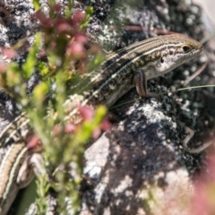 Ctenotus robustus (Robust Striped-skink) at Bullen Range - 22 Nov 2017 by SWishart