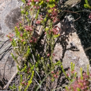 Ctenotus robustus at Bullen Range - 22 Nov 2017