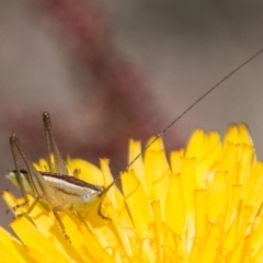 Conocephalus sp. (genus) (A Tussock Katydid) at Bullen Range - 22 Nov 2017 by SWishart