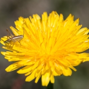 Conocephalus sp. (genus) at Bullen Range - 22 Nov 2017