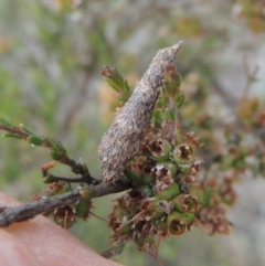 Lepidoscia (genus) IMMATURE (Unidentified Cone Case Moth larva, pupa, or case) at Tuggeranong Hill - 14 Nov 2017 by michaelb