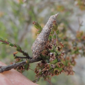 Conoeca or Lepidoscia (genera) IMMATURE at Conder, ACT - 14 Nov 2017