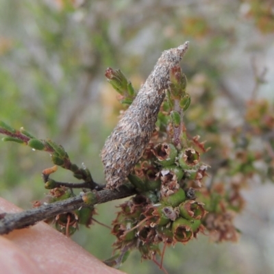 Lepidoscia (genus) IMMATURE (Unidentified Cone Case Moth larva, pupa, or case) at Tuggeranong Hill - 14 Nov 2017 by michaelb