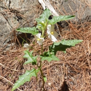 Solanum cinereum at Jerrabomberra, ACT - 14 Nov 2017