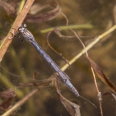 Ischnura heterosticta (Common Bluetail Damselfly) at Bullen Range - 22 Nov 2017 by SWishart