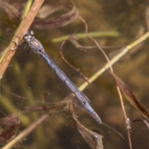 Ischnura heterosticta at Bullen Range - 22 Nov 2017