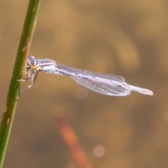 Ischnura heterosticta at Bullen Range - 22 Nov 2017 11:27 AM