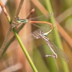 Ischnura aurora (Aurora Bluetail) at Bullen Range - 22 Nov 2017 by SWishart