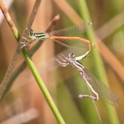 Ischnura aurora (Aurora Bluetail) at Bullen Range - 22 Nov 2017 by SWishart