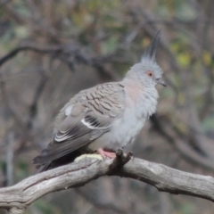 Ocyphaps lophotes (Crested Pigeon) at Conder, ACT - 14 Nov 2017 by michaelb