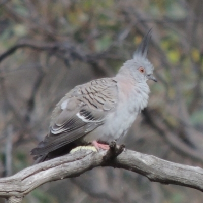 Ocyphaps lophotes (Crested Pigeon) at Tuggeranong Hill - 14 Nov 2017 by MichaelBedingfield