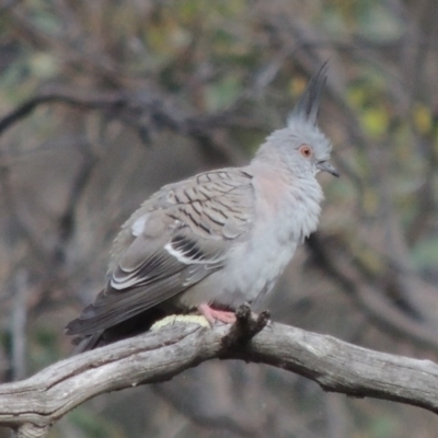 Ocyphaps lophotes (Crested Pigeon) at Tuggeranong Hill - 14 Nov 2017 by michaelb