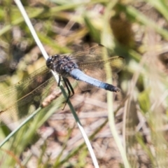 Orthetrum caledonicum (Blue Skimmer) at Bullen Range - 22 Nov 2017 by SWishart