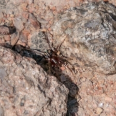 Zodariidae (family) (Ant spider or Spotted ground spider) at Bullen Range - 22 Nov 2017 by SWishart