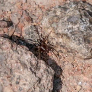 Zodariidae (family) at Bullen Range - 22 Nov 2017 11:45 AM