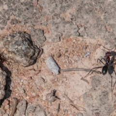 Zodariidae (family) at Bullen Range - 22 Nov 2017