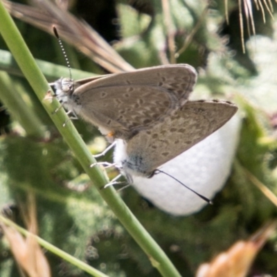 Zizina otis (Common Grass-Blue) at Bullen Range - 22 Nov 2017 by SWishart