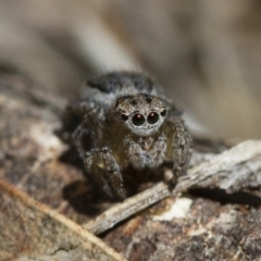 Maratus pavonis (Dunn's peacock spider) at Illilanga & Baroona - 7 Nov 2017 by Illilanga