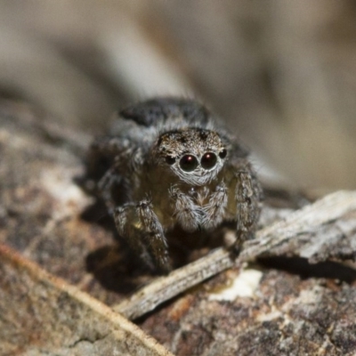 Maratus pavonis (Dunn's peacock spider) at Michelago, NSW - 7 Nov 2017 by Illilanga