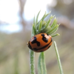 Coccinella transversalis (Transverse Ladybird) at Conder, ACT - 14 Nov 2017 by MichaelBedingfield