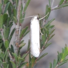 Philobota productella (Pasture Tunnel Moth) at Conder, ACT - 14 Nov 2017 by michaelb