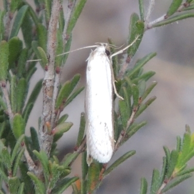 Philobota productella (Pasture Tunnel Moth) at Conder, ACT - 14 Nov 2017 by michaelb