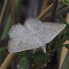 Taxeotis (genus) (Unidentified Taxeotis geometer moths) at Conder, ACT - 14 Nov 2017 by MichaelBedingfield