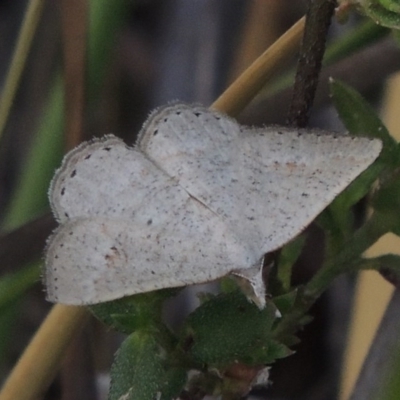 Taxeotis (genus) (Unidentified Taxeotis geometer moths) at Tuggeranong Hill - 14 Nov 2017 by michaelb