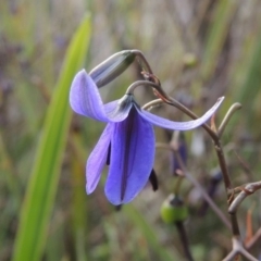 Dianella revoluta var. revoluta (Black-Anther Flax Lily) at Conder, ACT - 14 Nov 2017 by michaelb