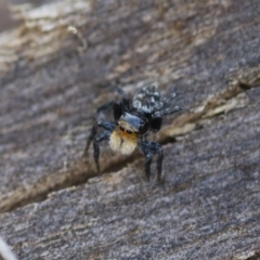 Euophryinae sp.(Undescribed) (subfamily) (A jumping spider) at Illilanga & Baroona - 15 Nov 2017 by Illilanga