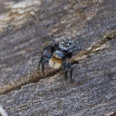 Euophryinae sp.(Undescribed) (subfamily) (A jumping spider) at Illilanga & Baroona - 15 Nov 2017 by Illilanga