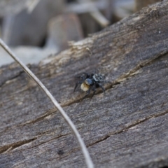 Euophryinae sp.(Undescribed) (subfamily) at Michelago, NSW - 15 Nov 2017