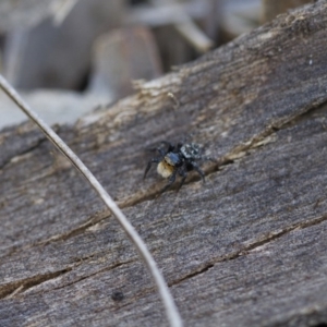 Euophryinae sp.(Undescribed) (subfamily) at Michelago, NSW - 15 Nov 2017 02:55 PM