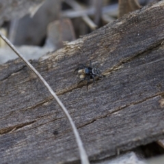 Euophryinae sp.(Undescribed) (subfamily) at Michelago, NSW - 15 Nov 2017 02:55 PM