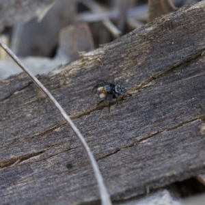 Euophryinae sp.(Undescribed) (subfamily) at Michelago, NSW - 15 Nov 2017 02:55 PM