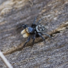 Euophryinae sp.(Undescribed) (subfamily) at Michelago, NSW - 15 Nov 2017 02:55 PM