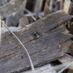 Euophryinae sp.(Undescribed) (subfamily) at Michelago, NSW - 15 Nov 2017