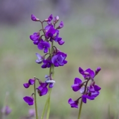 Swainsona sp. at Michelago, NSW - 9 Oct 2016 by Illilanga