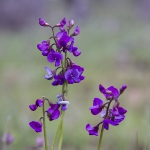 Swainsona sp. at Michelago, NSW - 9 Oct 2016