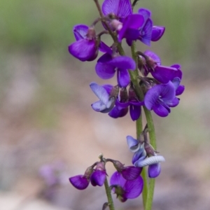 Swainsona sp. at Michelago, NSW - 9 Oct 2016