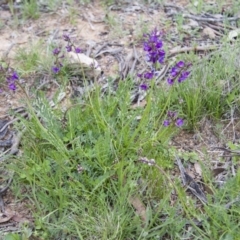 Swainsona sp. at Michelago, NSW - 9 Oct 2016