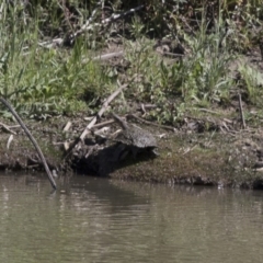 Chelodina longicollis (Eastern Long-necked Turtle) at Illilanga & Baroona - 19 Nov 2017 by Illilanga