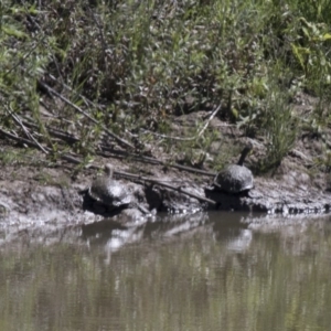 Chelodina longicollis at Illilanga & Baroona - 20 Nov 2017