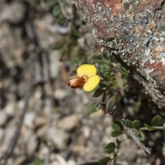 Bossiaea buxifolia (Matted Bossiaea) at Michelago, NSW - 24 Nov 2017 by Illilanga