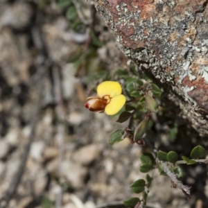 Bossiaea buxifolia at Michelago, NSW - 24 Nov 2017 12:20 PM