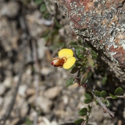 Bossiaea buxifolia (Matted Bossiaea) at Michelago, NSW - 24 Nov 2017 by Illilanga